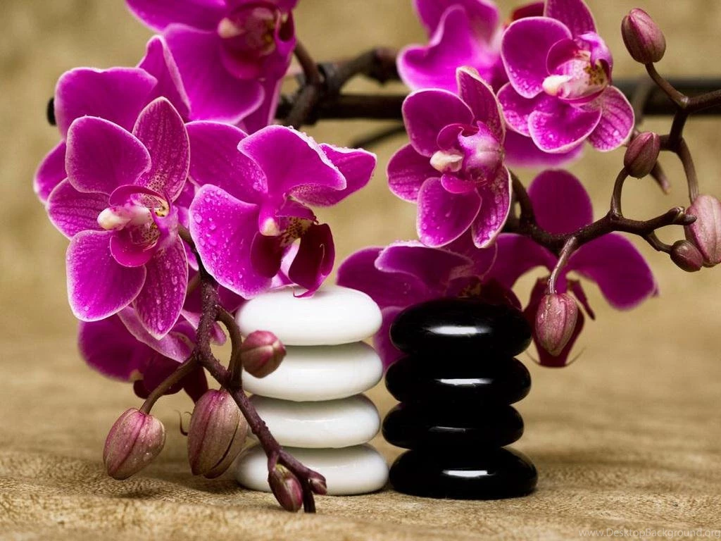 Spa Orchids And Stones (