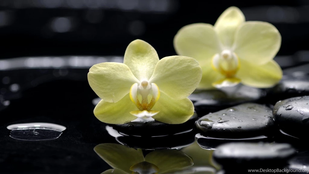 Download Wallpapers 2560x1440 Flowers, Orchids, Phalaenopsis ...