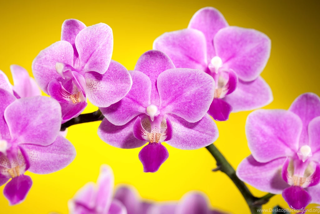 Orchids (