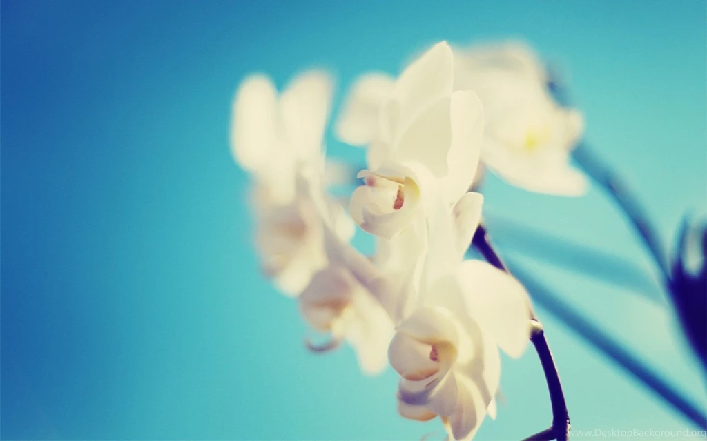 Frangipani Flower Images And Wallpapers Download