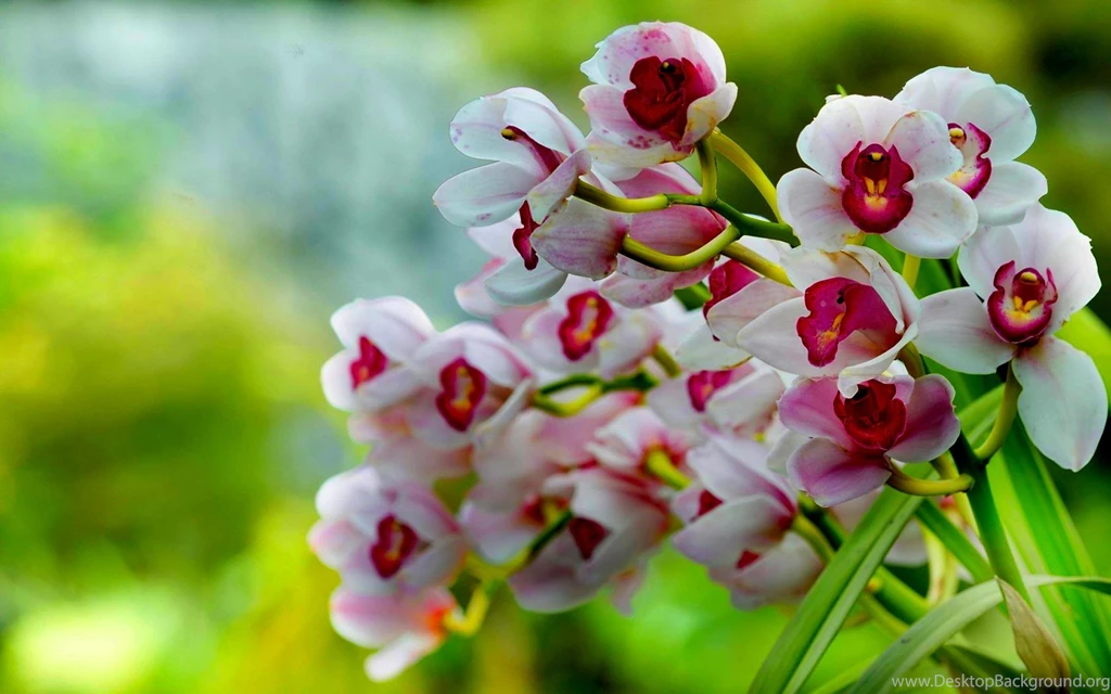 White And Pink Orchids Wallpapers Wallpaper.