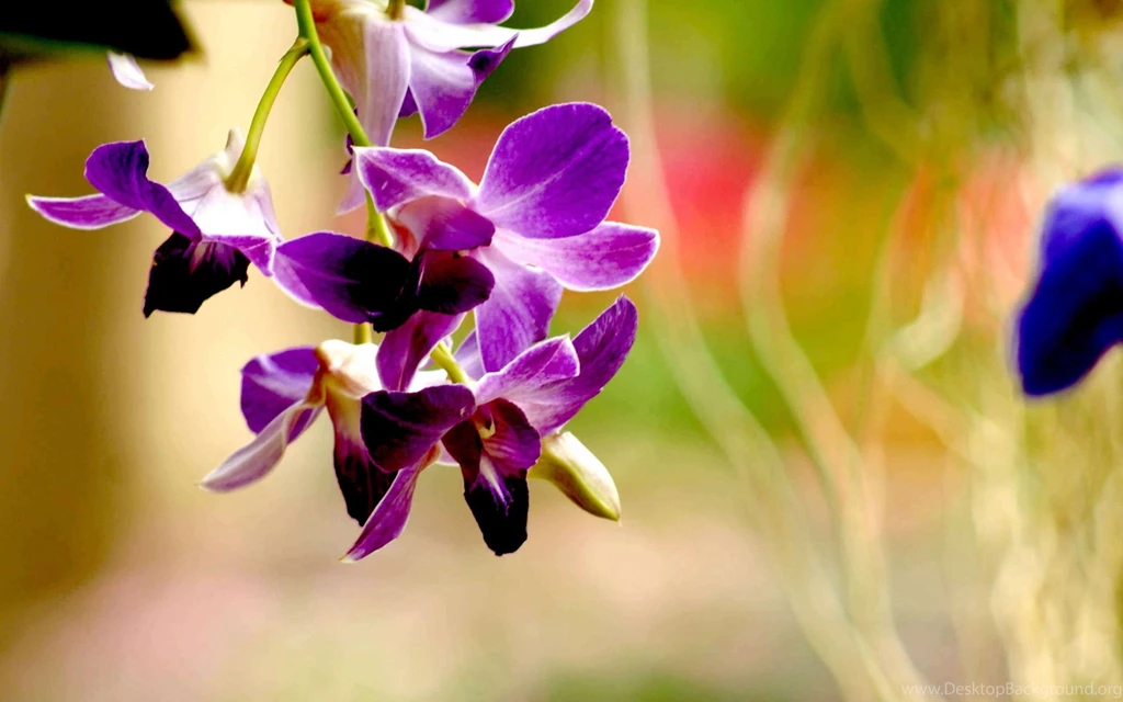 Purple Orchids Arrangements Wallpaper.