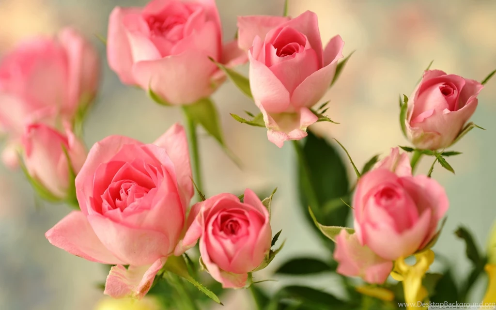 Cute Pink Roses Wallpapers