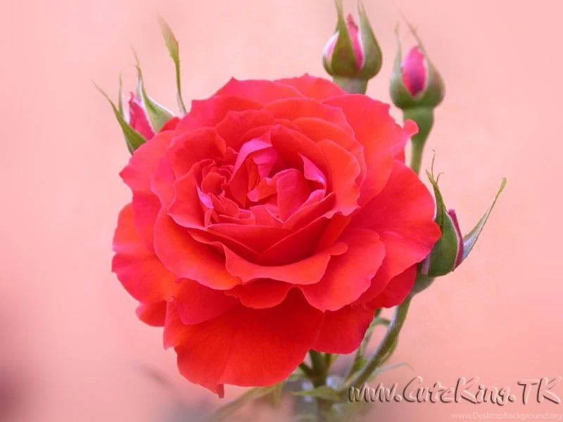 Babbler's Den: [forwards4all] Cute Rose Wall Papers   (Part:1)‏