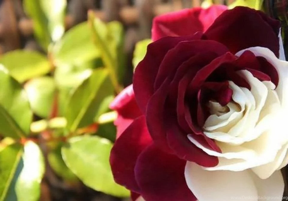 Cute Roses Wallpapers 01