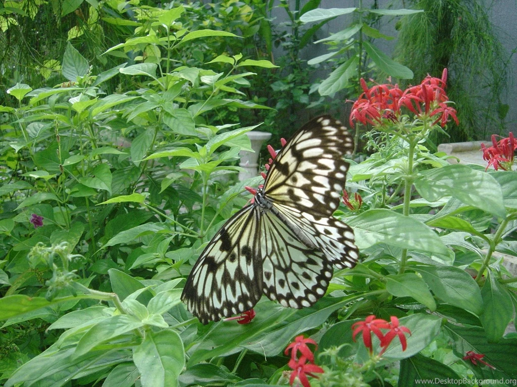 Most Used Wallpapers   Wallpapers Cave