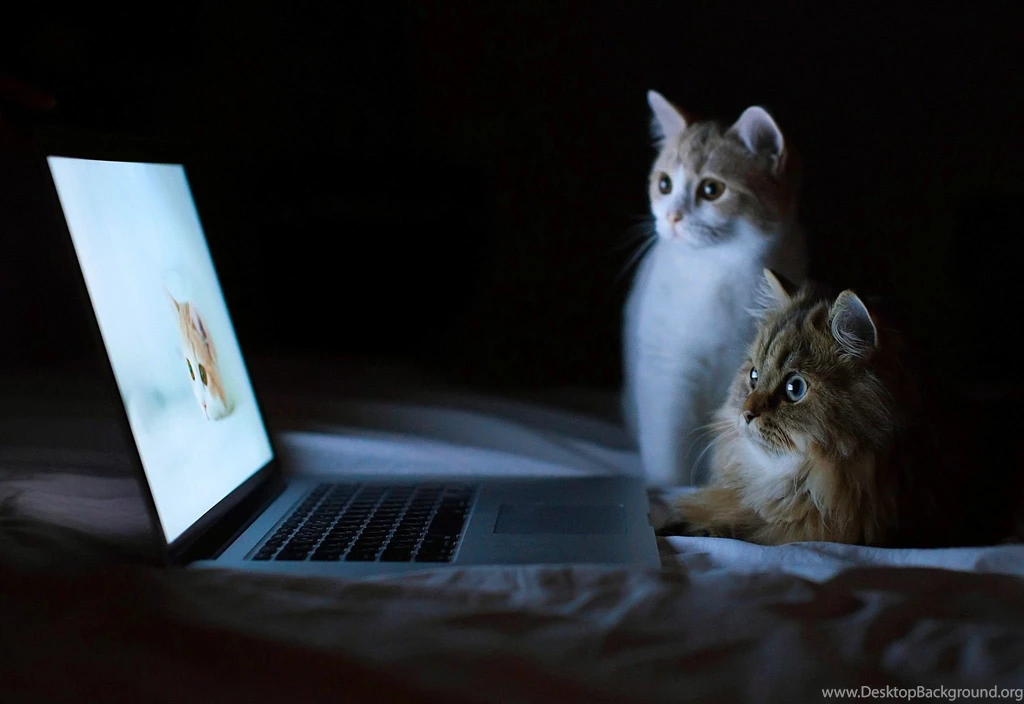 Cats finally cool kittens cats wonderful great bed cute sweet amazing evening laptop animals night awesome outstanding kitty computer adorable cat stunning ...