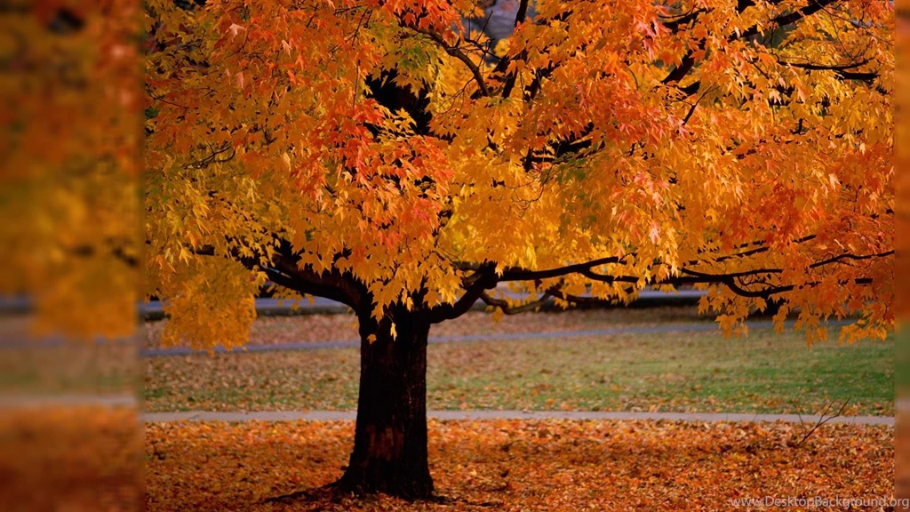 Autumn Desktop Backgrounds Wallpapers 549263