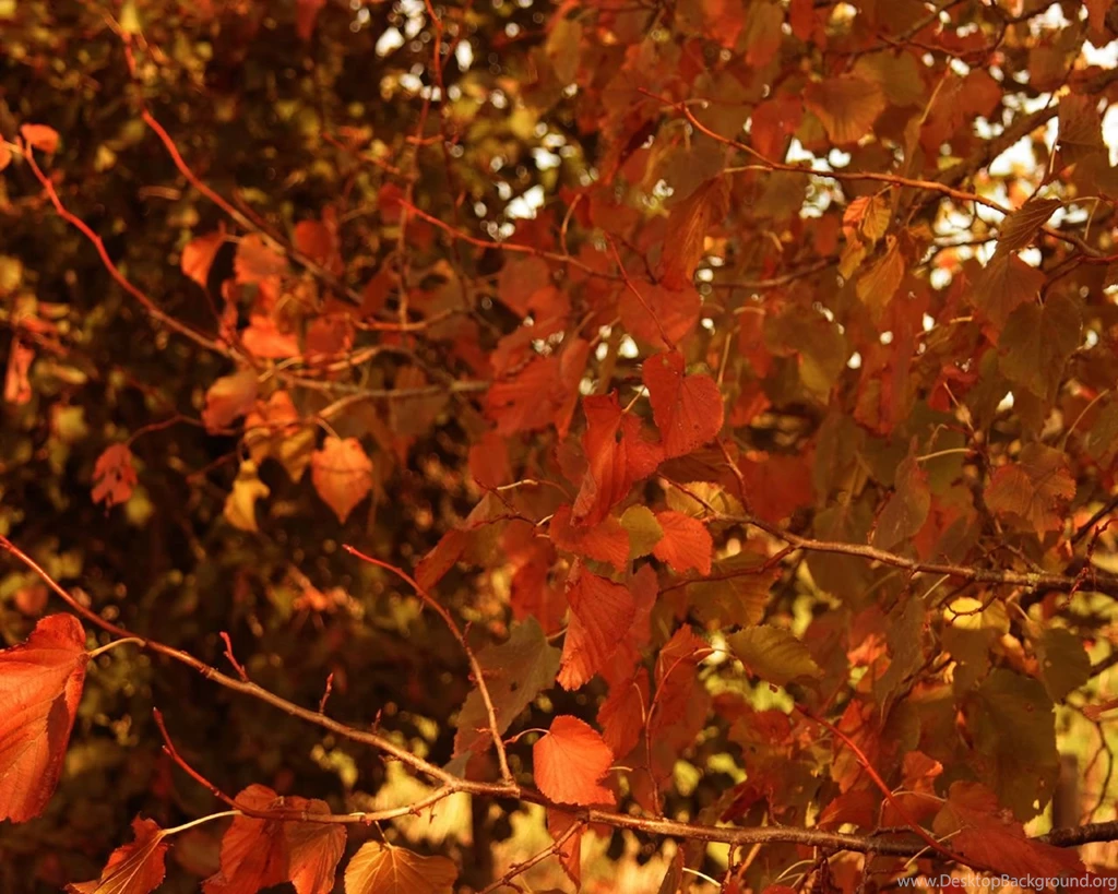 Autumn Desktop Backgrounds