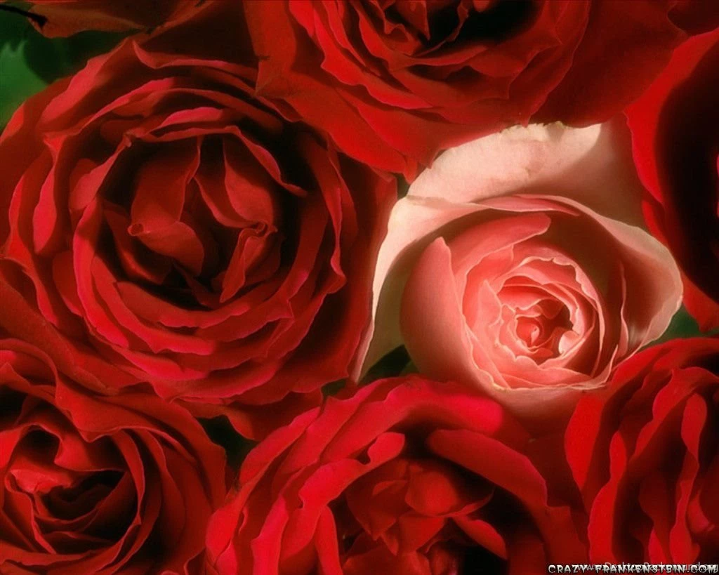 Flowers Wallpapers Flower Love Wallpapers Wallpapers 36728 Rose ...