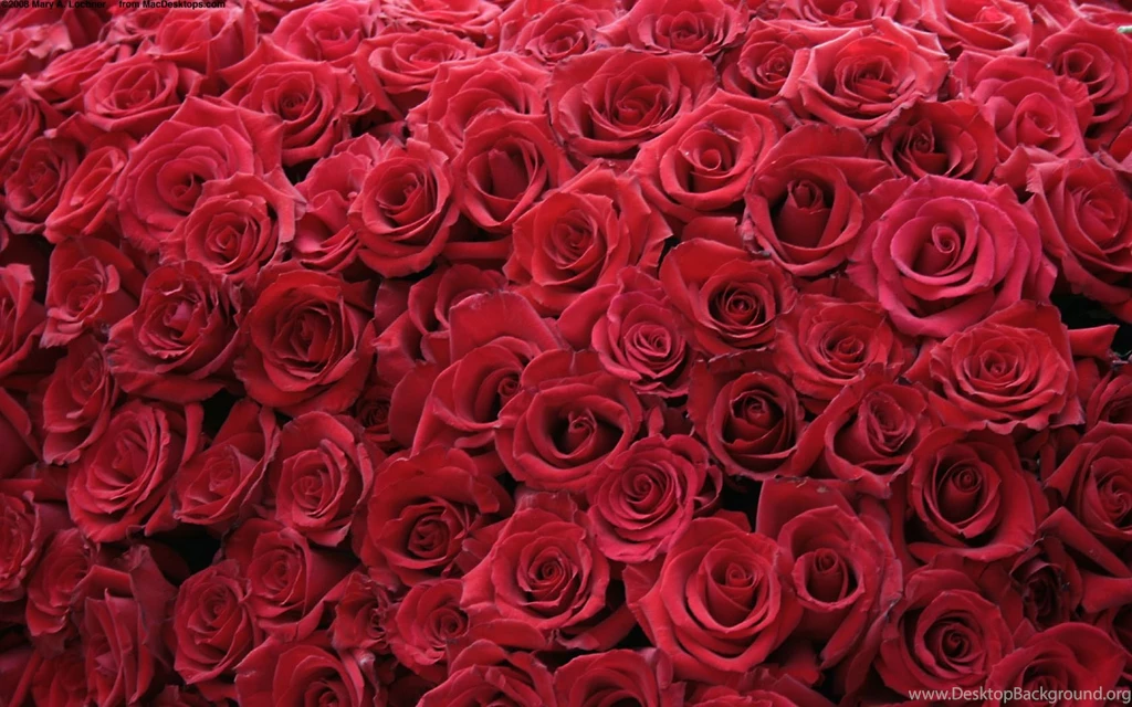 Flowers Roses Red Rose Wallpapers