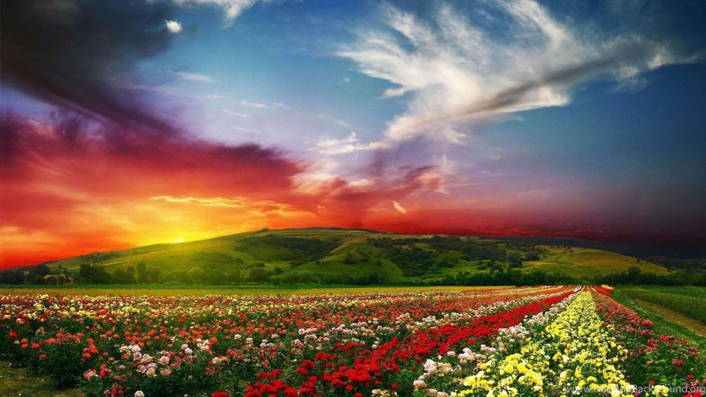 Rose flowers garden wide new desktop wallpapers in hd free download.jpg