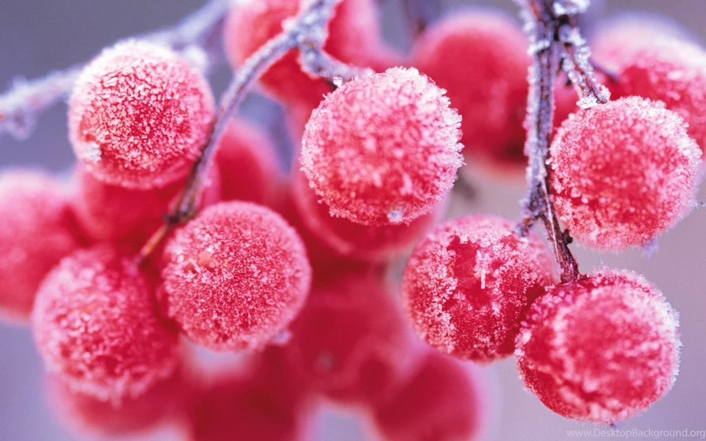 Berries Nature Winter Wallpapers