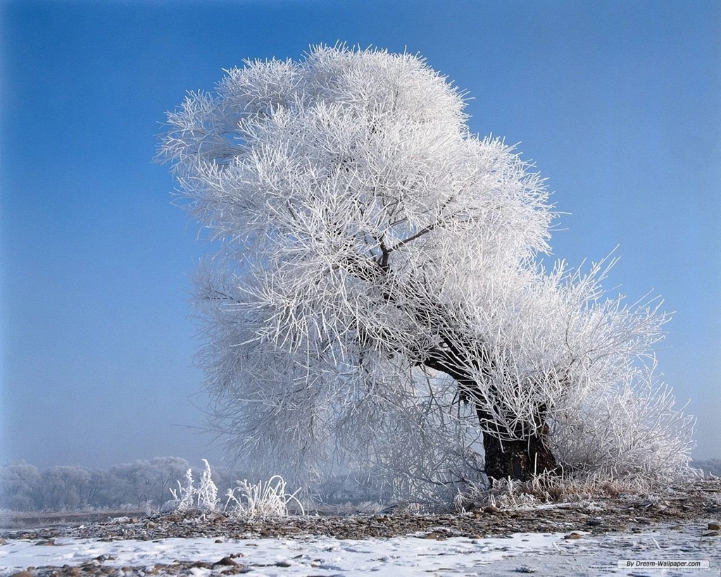 Wallpaper nature winter i18.jpg