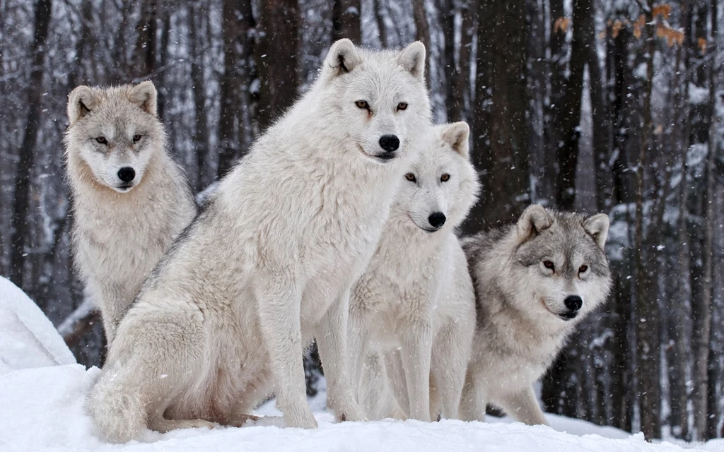 Wolves Family, Nature, Winter Wallpaper,Wolves HD Wallpaper,Family ...