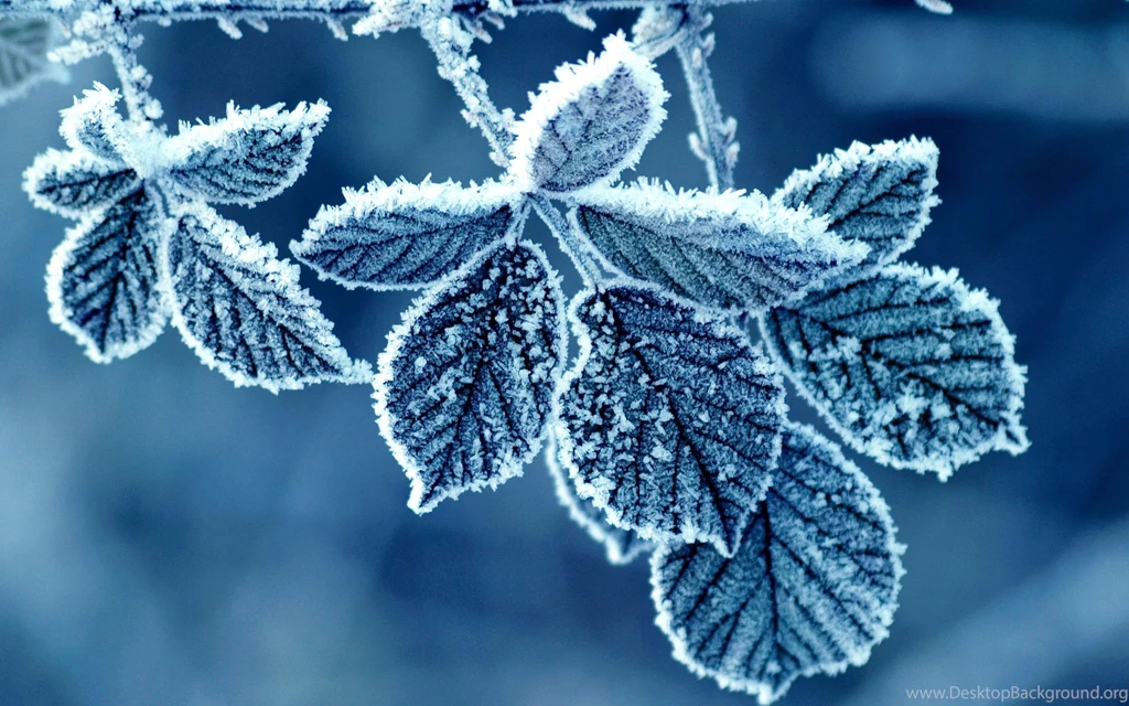 Winter Nature Hd Wallpapers