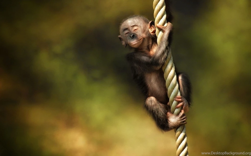 Nature Wallpapers Animals, Monkeys, Sienna
