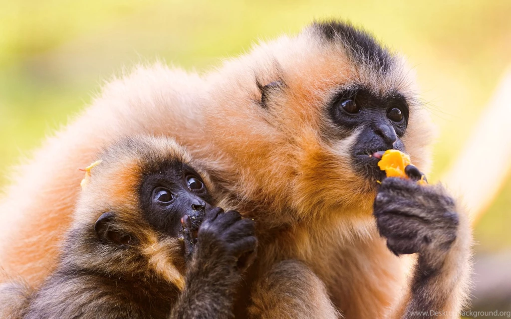 Monkeys Eating Wallpapers
