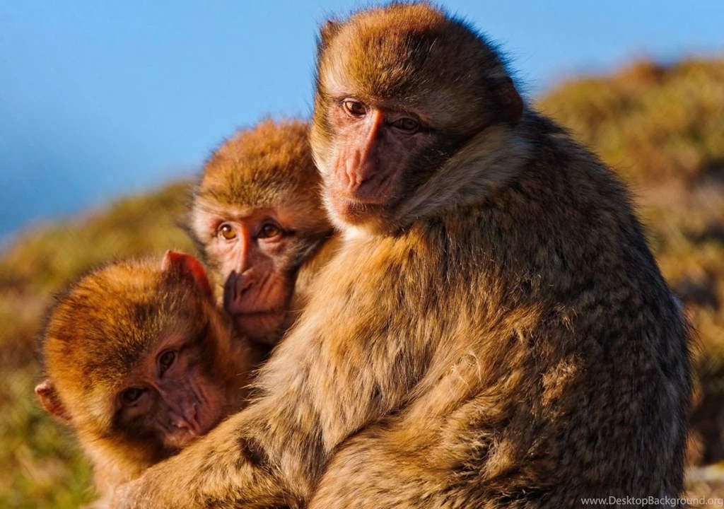 Download Wallpapers Monkeys, Family, Marmosets, Hugging, Self ...