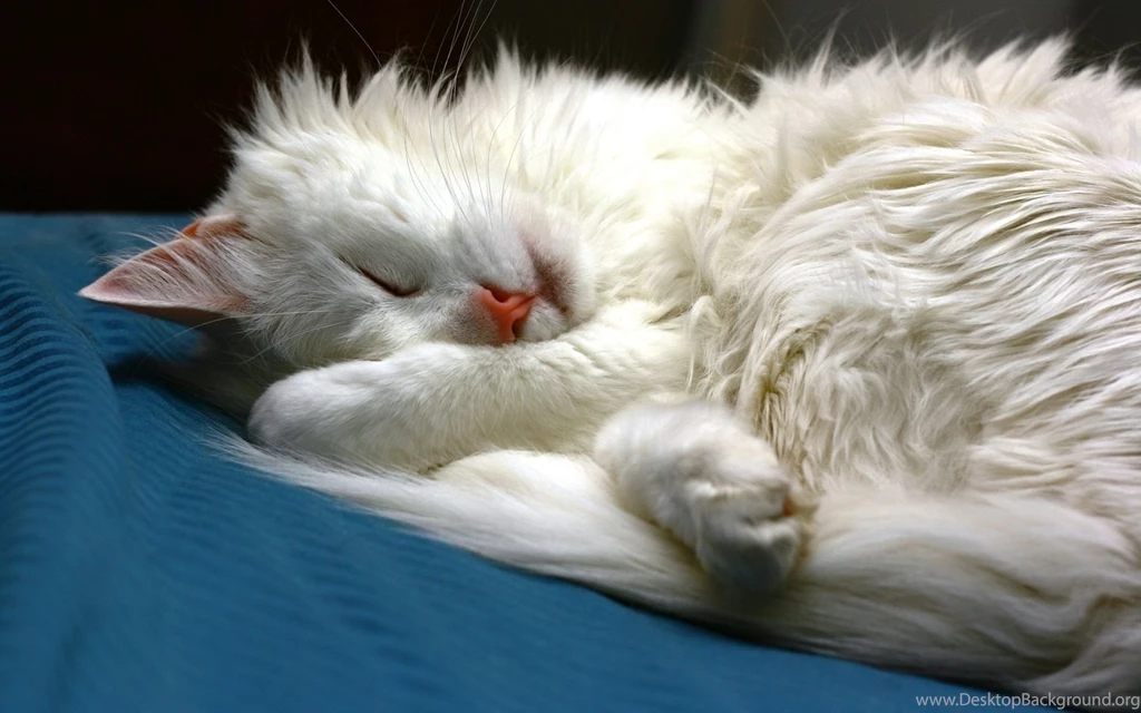 Sleeping Cat For Good Night Funny Wallpapers