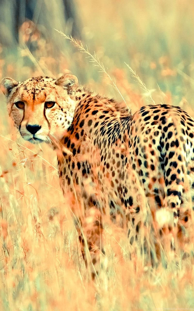 Animal Mobile Wallpapers