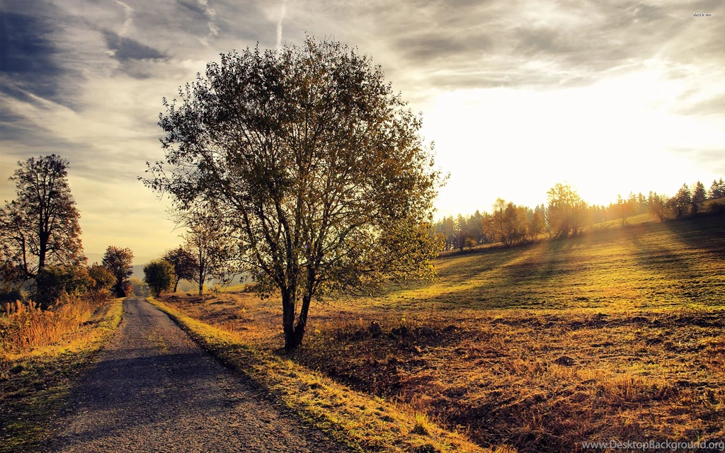 Autumn Scenery, Tree, Road, Field, Sun, Sky, Nature, 2560x1600 HD ...