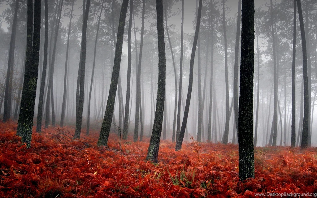 Trees In Autumn Scenery Pics Wallpapers (22174527) Fanpop