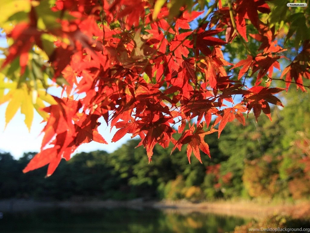 Fall Scenery Wallpapers Wallpapers HD Base