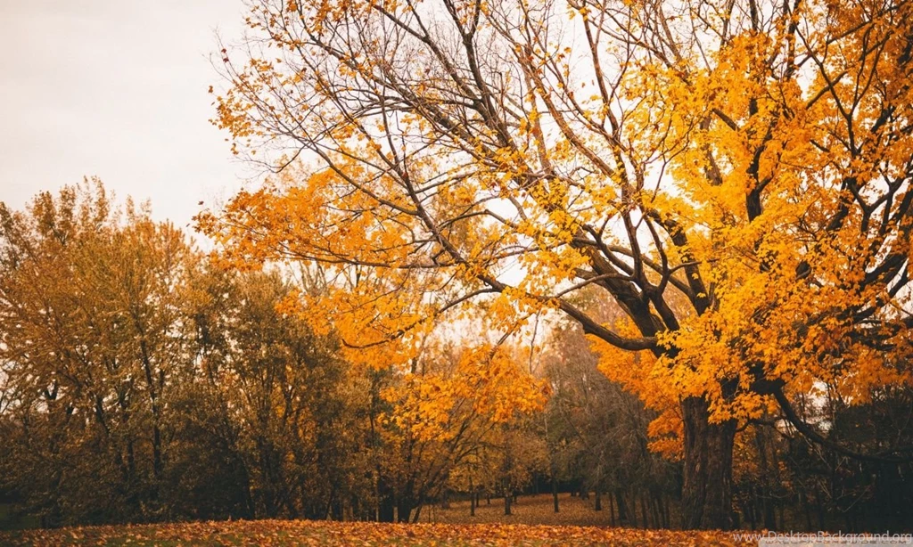 Autumn Scenery HD Desktop Wallpapers : Widescreen : High Definition ...