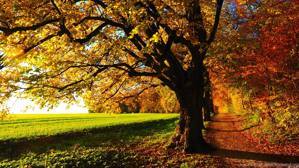 4K Colorful Autumn Scenery Wallpapers