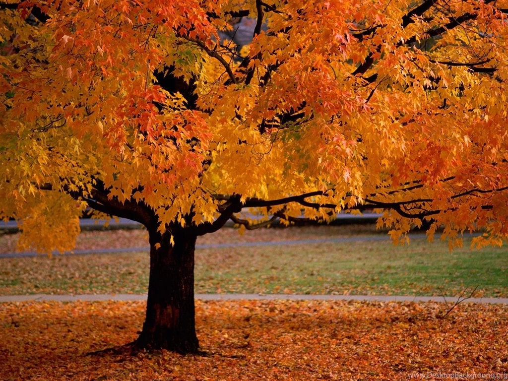 Trees In Autumn   Scenery Pics Wallpapers (22174534)   Fanpop