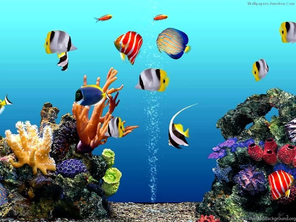 Gallery For Aquarium Backgrounds For Computer