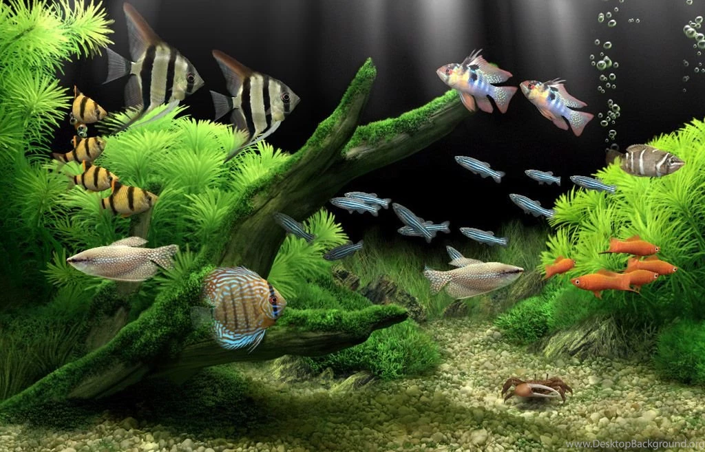 Dream Aquarium The World's Most Amazing Virtual Aquarium For ...
