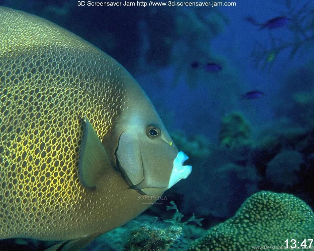 Aquarium Screensaver   HD Wallpapers Lovely