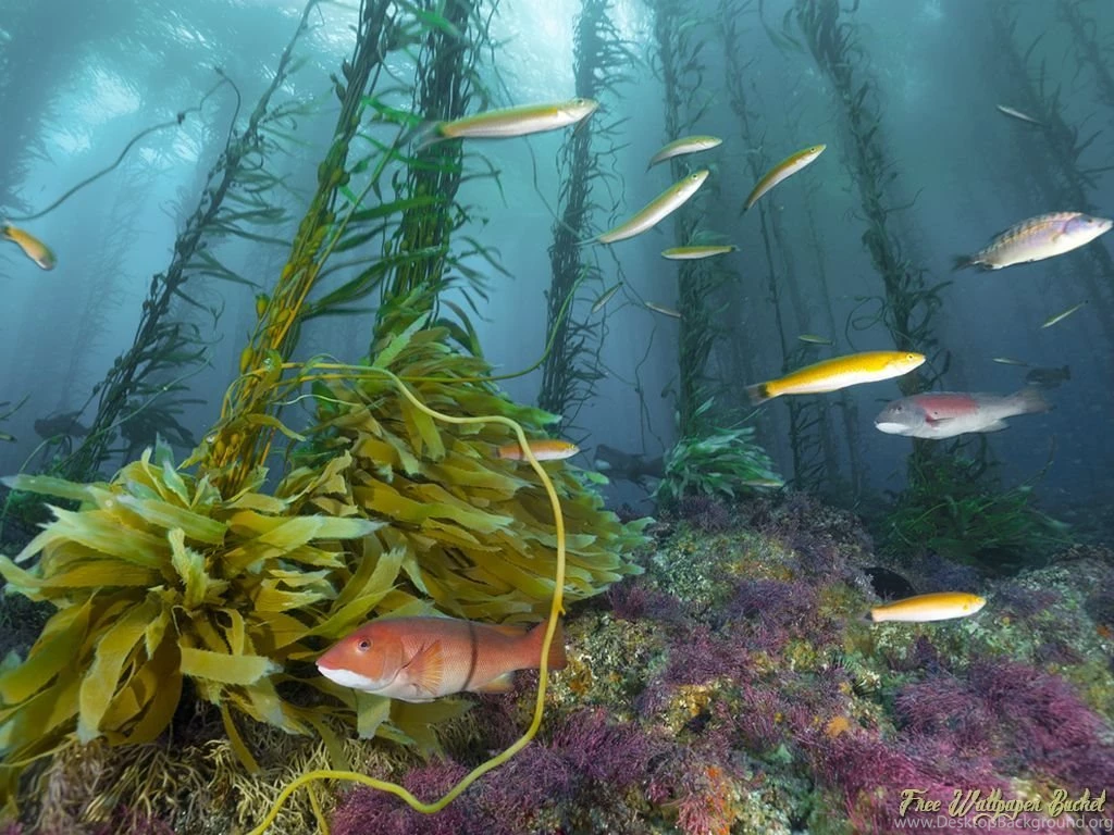 Best HD Aquarium Wallpapers Free Download High Resolution ...