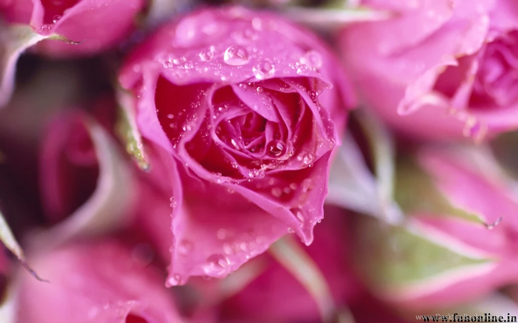 Pictures > Beautiful Pink Roses Images