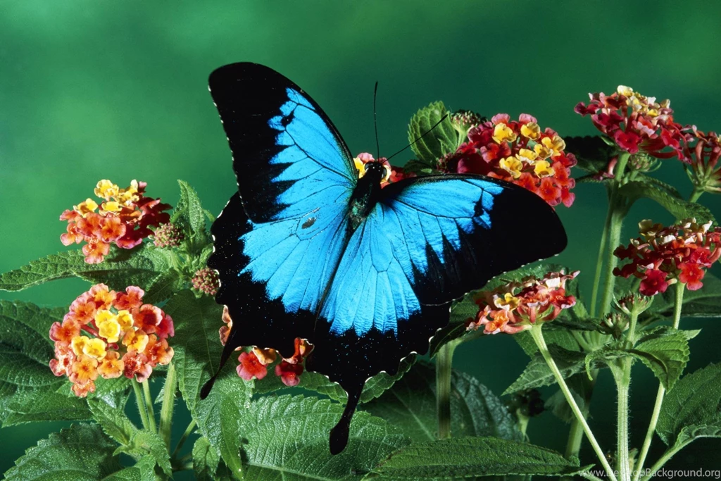 Butterfly photos free.jpg