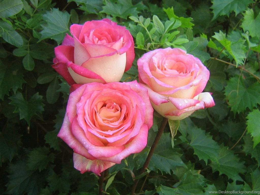 Roses_bouquet_3519.jpg