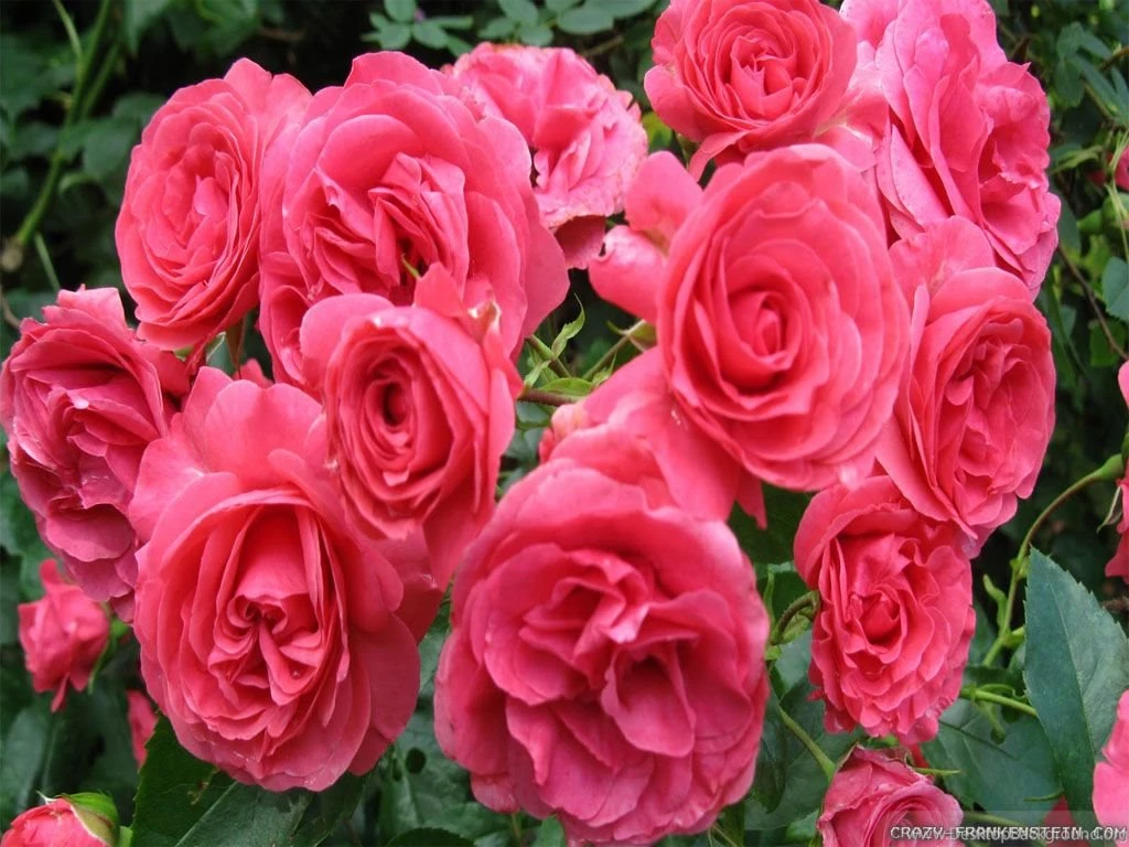 Pink Rose Wallpapers Crazy Frankenstein