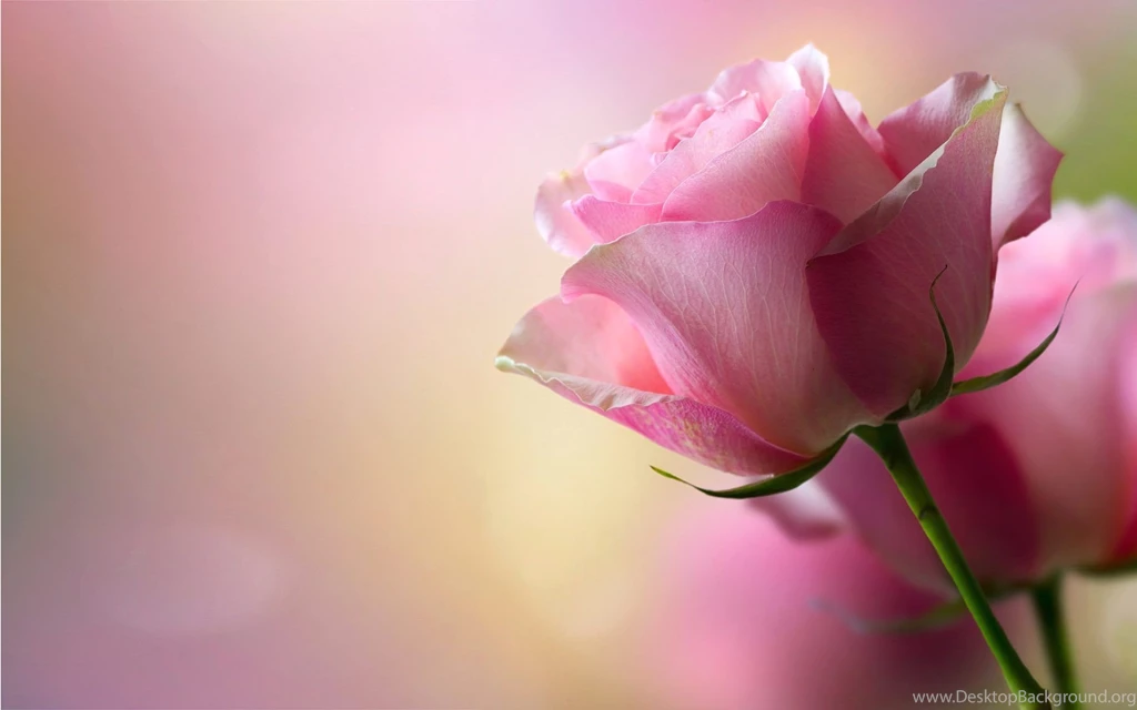Beautiful Pink Rose HD Wallpapers