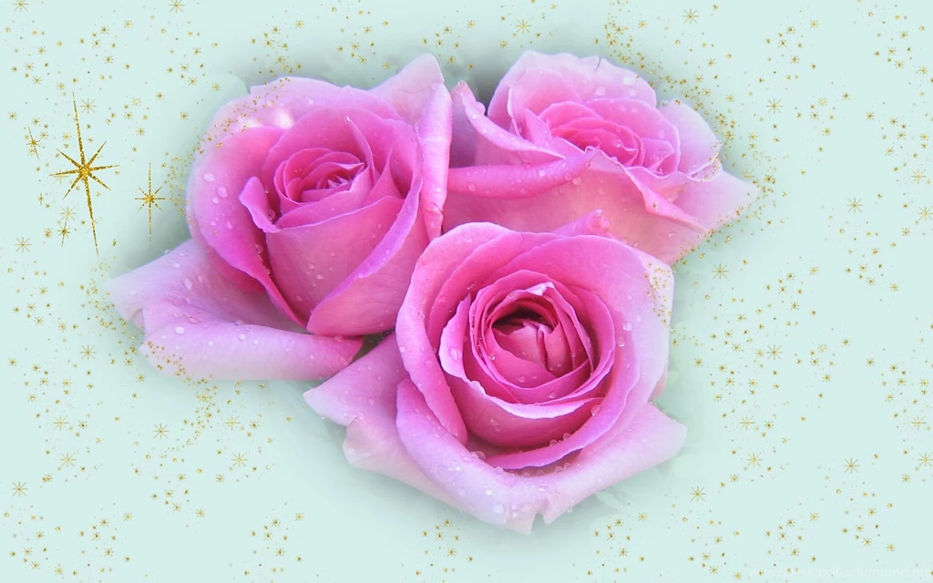 Pink Roses Wallpapers   159965