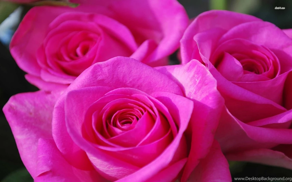 Beautiful Pink Roses Wallpapers   Flower Wallpapers
