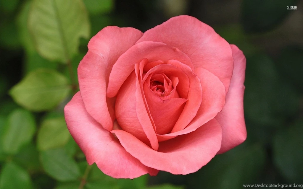 Pink Roses Wallpapers   Flower Wallpapers