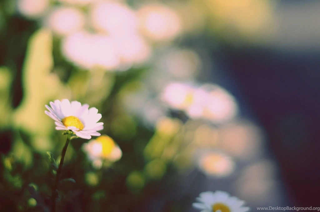 Flower Flower White Yellow Daisy Green Backgrounds Wallpapers ...