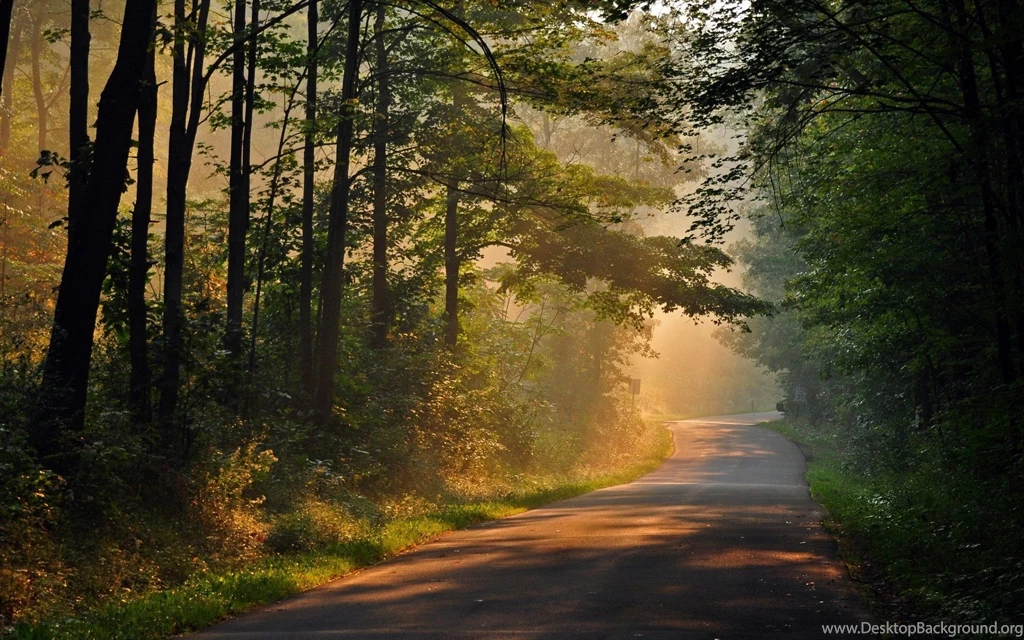 Nature Tree Tree Leaves Path Track Sun Rays Day Trees Backgrounds ...