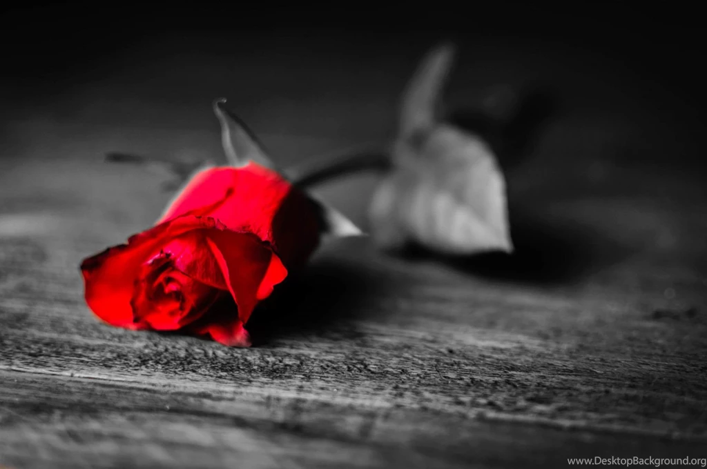 Flower Flower Rose Red Petals Black And White Backgrounds ...