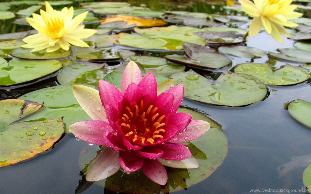 Pink 1080p Hd Wallpapers Cats Wallpapers At GetHDPic.com