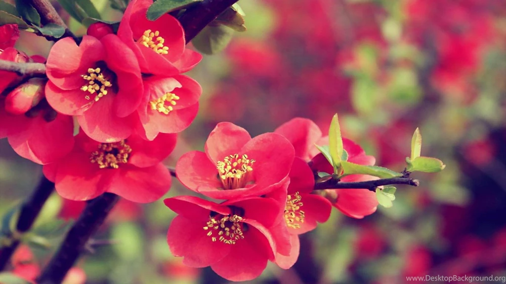 Download Best Flower Wallpapers 1366x768 Full HD Wall
