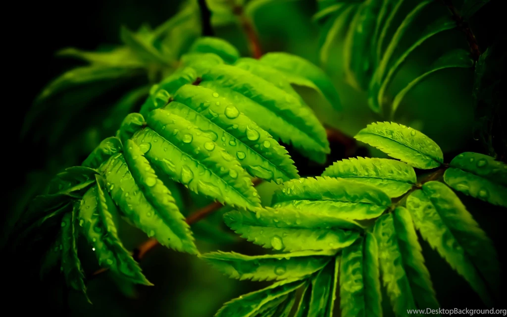 Nature Macro Leaves Wallpapers Computer Desktop