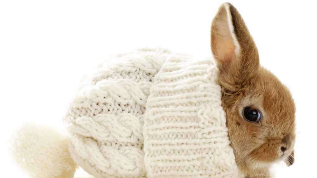 Rabbit Wallpapers Wallpapers Cave